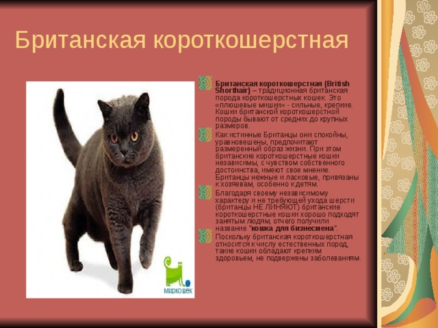 Британская короткошерстная Британская короткошерстная (British Shorthair) – традиционная британская порода короткошерстных кошек. Это «плюшевые мишки» - сильные, крепкие. Кошки британской короткошерстной породы бывают от средних до крупных размеров. Как истинные Британцы они спокойны, уравновешены, предпочитают размеренный образ жизни. При этом  британские короткошерстные кошки независимы, с чувством собственного достоинства, имеют свое мнение. Британцы нежные и ласковые, привязаны к хозяевам, особенно к детям. Благодаря своему независимому характеру и не требующей ухода шерсти (британцы НЕ ЛИНЯЮТ) британские короткошерстные кошки хорошо подходят занятым людям, отчего получили название 