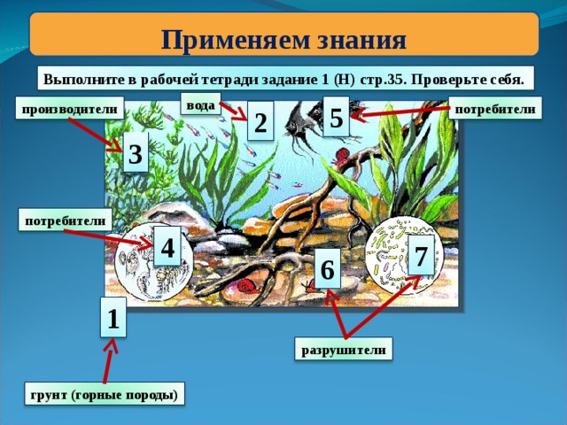 На рисунке показаны компоненты экосистемы подпишите на рисунке производителя деструктора потребителя