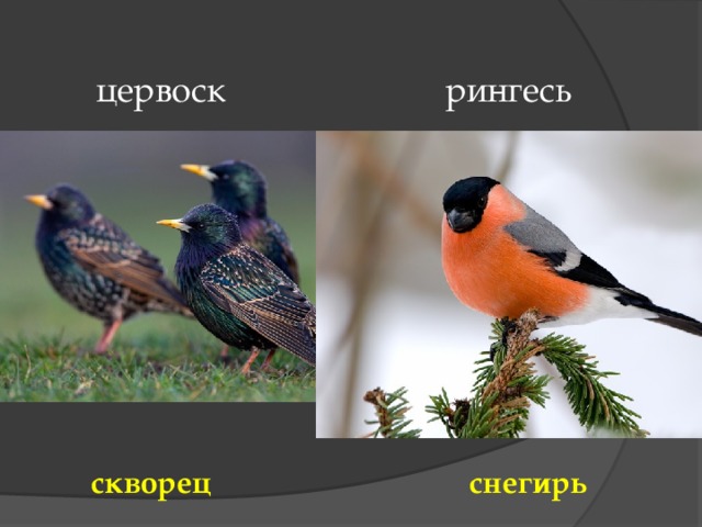  цервоск рингесь снегирь скворец 