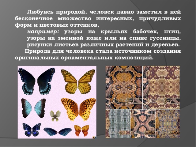  Любуясь природой, человек давно заметил в ней бесконечное множество интересных, причудливых форм и цветовых оттенков, например: узоры на крыльях бабочек, птиц, узоры на змеиной коже или на спине гусеницы, рисунки листьев различных растений и деревьев.  Природа для человека стала источником создания оригинальных орнаментальных композиций. 