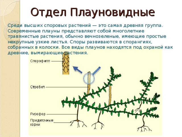 Какими цифрами на схеме обозначены группы организмов к которым относят изображенных растения плаун