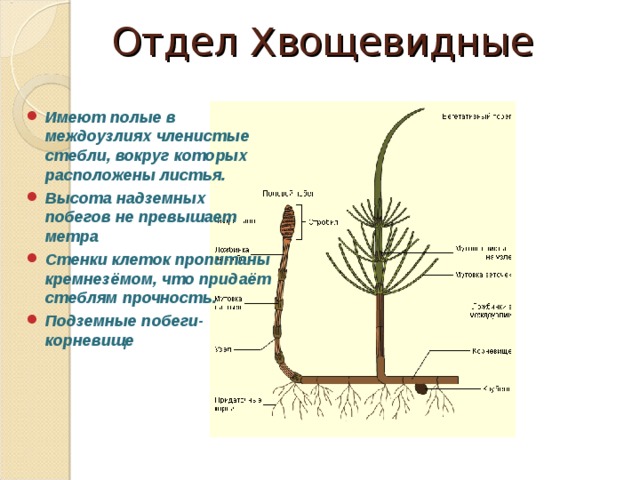 Диаграмма хвощевидных растений