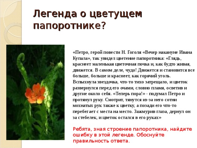 Легенда о цветущем папоротнике? «Петро, герой повести Н. Гоголя «Вечер накануне Ивана Купала», так увидел цветение папоротника: «Глядь, краснеет маленькая цветочная почка и, как будто живая, движется. В самом деле, чудо! Движется и становится все больше, больше и краснеет, как горячий уголь. Вспыхнула звездочка, что-то тихо затрещало, и цветок развернулся перед его очами, словно пламя, осветив и другие около себя. «Теперь пора!» - подумал Петро и протянул руку. Смотрит, тянутся из-за него сотни мохнатых рук также к цветку, а позади его что-то перебегает с места на место. Зажмурив глаза, дернул он за стебелек, и цветок остался в его руках»   Ребята, зная строение папоротника, найдите ошибку в этой легенде. Обоснуйте правильность ответа. 