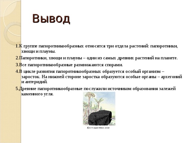 Вывод 1.К группе папоротникообразных относятся три отдела растений: папоротники, хвощи и плауны. 2.Папоротники, хвощи и плауны – одни из самых древних растений на планете. 3.Все папоротникообразные размножаются спорами. 4.В цикле развития папоротникообразных образуется особый организм – заросток. На нижней стороне заростка образуются особые органы – архегоний и антеридий. 5.Древние папоротникообразные послужили источником образования залежей каменного угля. 