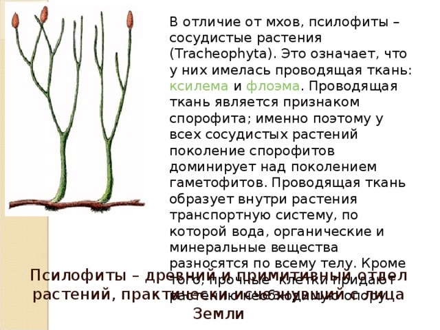 Ароморфозы риниофитов. Псилофиты и риниофиты. Риниофиты и сосудистые растения. Псилофиты растения. Псилофиты вымершие растения.