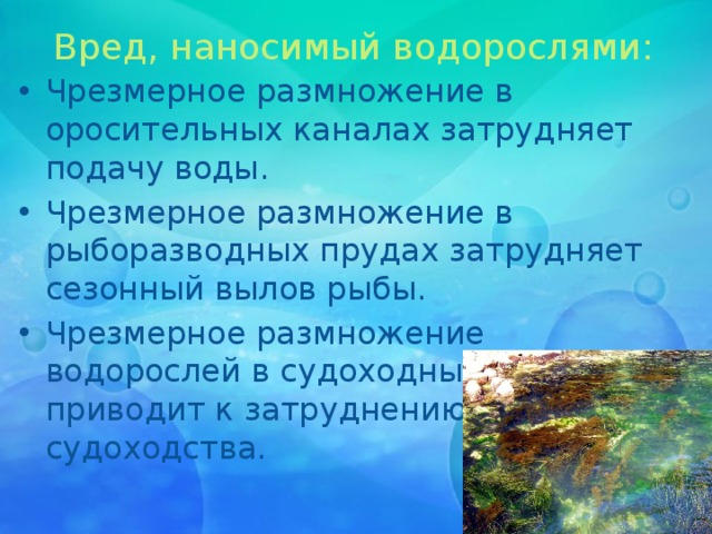 Вред, наносимый водорослями: Чрезмерное размножение в оросительных каналах затрудняет подачу воды. Чрезмерное размножение в рыборазводных прудах затрудняет сезонный вылов рыбы. Чрезмерное размножение водорослей в судоходных местах приводит к затруднению судоходства. 