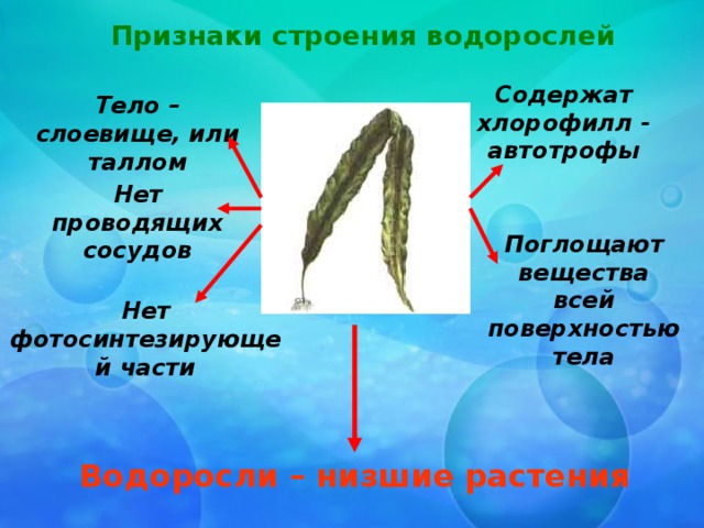 5 признаков водорослей. Строение тела водорослей. Признаки строения водорослей. Тело водорослей слоевище. Ламинария строение.