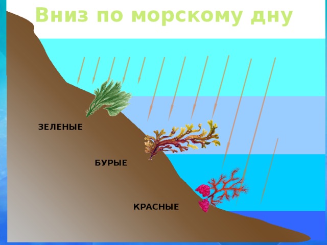 Вниз по морскому дну ЗЕЛЕНЫЕ В клетках красных и бурых водорослей (так же, как и в зеленых) протекают процессы фотосинтеза. А это значит, что им необходим свет - одним меньше, другим больше.   Солнечный свет состоит из смеси лучей разного цвета. В глубину водоемов проникают, в основном, синие и фиолетовые лучи. Лучше всего они поглощаются предметами красного цвета.   Постепенно опускаясь все глубже в море, мы бы увидели, что состав подводного леса с увеличением глубины меняется. На глубинах примерно до 30 метров встречаются зеленые водоросли.   Опускаясь еще глубже, мы видим, что в подводном царстве становится все больше удивительных бурых водорослей.   На большую глубину света поступает все меньше и меньше и здесь царят красные водоросли В клетках красных и бурых водорослей кроме хлорофилла содержатся и другие пигменты, которые придают им различную окраску и помогают улавливать свет. БУРЫЕ КРАСНЫЕ 6 