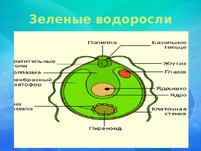 Рисунок клетки водорослей. Клеточная стенка зеленых водорослей. Клетка зеленой водоросли. Пиреноиды у водорослей. Клтка зелёной водоросли.