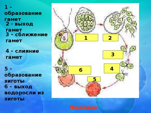 1 – образование гамет 2 - выход гамет 3 – сближение гамет 2 1 4 – слияние гамет 3 5 – образование зиготы 4 6 5 6 – выход водоросли из зиготы Половое размножение 