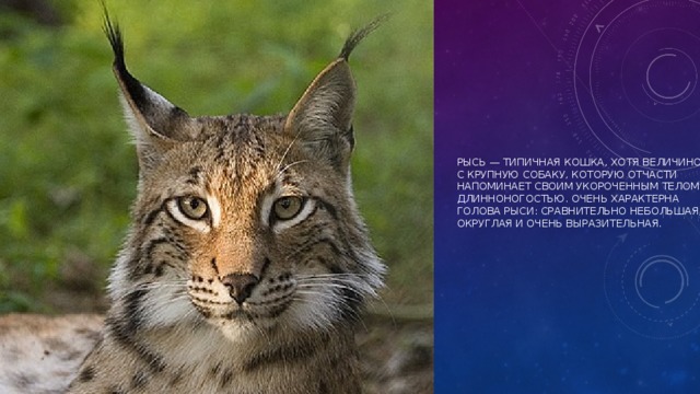 Рысь — типичная кошка, хотя величиной с крупную собаку, которую отчасти напоминает своим укороченным телом и длинноногостью. Очень характерна голова рыси: сравнительно небольшая, округлая и очень выразительная. 
