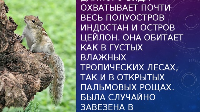 Природный ареал данного вида охватывает почти весь полуостров Индостан и остров Цейлон. Она обитает как в густых влажных тропических лесах, так и в открытых пальмовых рощах. Была случайно завезена в Австралию и Израиль. 