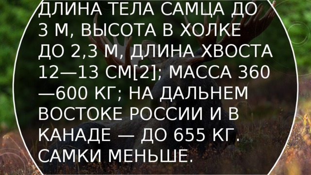 Длина тела самца до 3 м, высота в холке до 2,3 м, длина хвоста 12—13 см[2]; масса 360—600 кг; на Дальнем Востоке России и в Канаде — до 655 кг. Самки меньше. 
