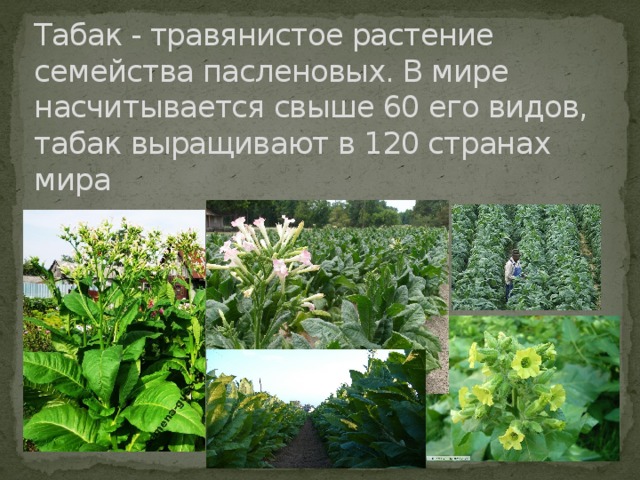 Табак - травянистое растение семейства пасленовых. В мире насчитывается свыше 60 его видов, табак выращивают в 120 странах мира  