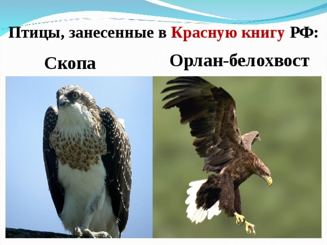  Птицы, занесенные в Красную книгу РФ: Орлан-белохвост Скопа 