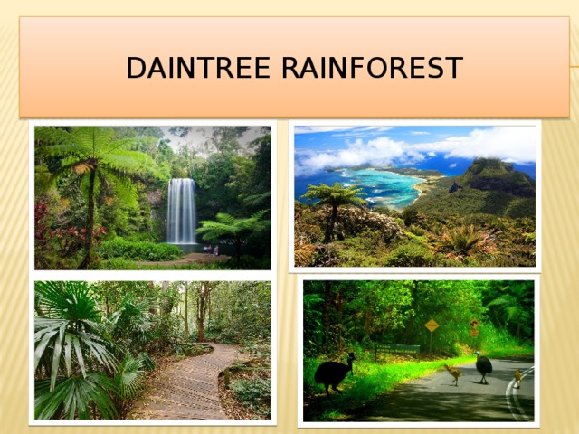    Daintree rainforest     