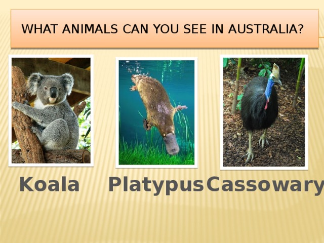    What animals can you see in Australia?     Koala Platypus Cassowary 