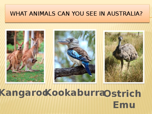    What animals can you see in Australia?     Kangaroo Kookaburra Ostrich Emu 