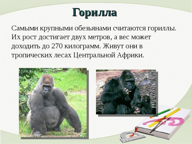 орангутан и шимпанзе. горная горилла. человекообразные обезьяны шимпанзе. обезьяна горилла. горилла белоспинный.