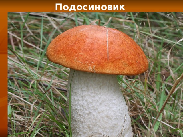 Подосиновик