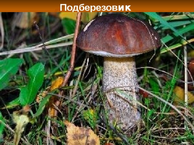 Подберезов ик