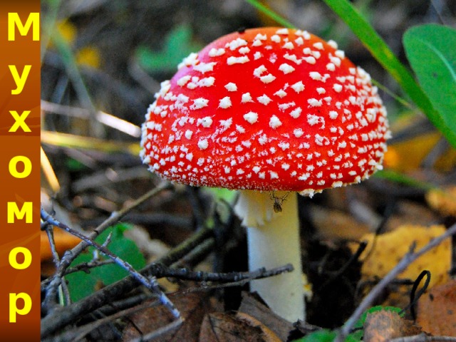 Мухомор