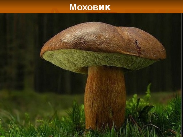 Мохов ик