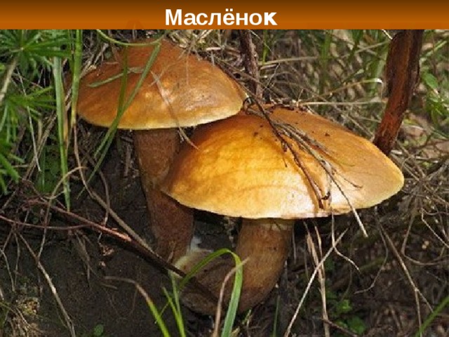 Маслёно к
