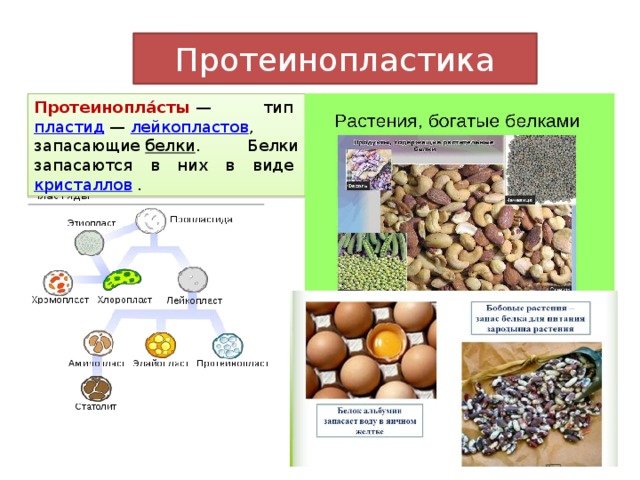 Протеинопластика Протеинопла́сты  — тип  пластид  —  лейкопластов , запасающие  белки . Белки запасаются в них в виде  кристаллов . 