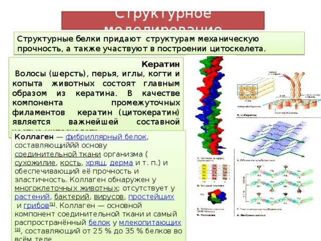 Входит в состав многих белков. Кератин строение и функции. Структура и свойства кератина. Коллаген кератин эластин структура белка. Структура и состав белка кератина.