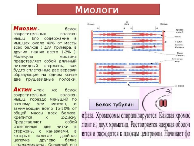 Белок миозин. Миозин функция. Миозин функция белка. Функции миозина мышечной ткани.