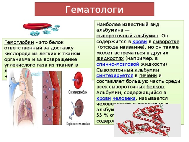 Гематологи Наиболее известный вид альбумина —  сывороточный альбумин . Он содержится в  крови  в  сыворотке  (отсюда название), но он также может встречаться в других  жидкостях  (например, в  спинно-мозговой жидкости ). Сывороточный альбумин   синтезируется   в  печени  и составляет большую часть среди всех сывороточных  белков . Альбумин, содержащийся в  крови   человека , называется человеческий сывороточный альбумин, он составляет около 55 % от всех белков, содержащихся в плазме крови. Гемоглобин  – это белок ответственный за доставку кислорода из легких к тканям организма и за возвращение углекислого газа из тканей в легкие. У человека гемоглобин находится в эритроцитах. 