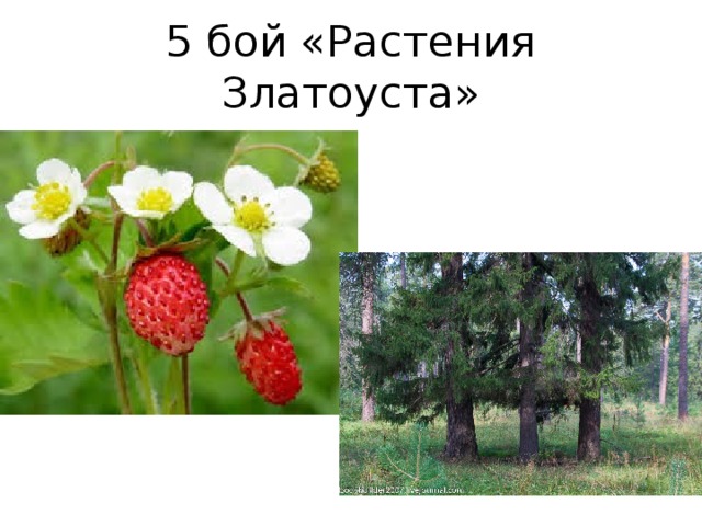 5 бой «Растения Златоуста» 