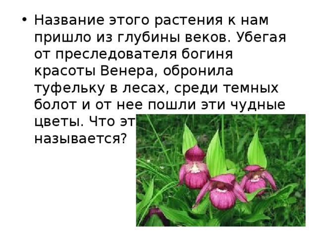 Название этого растения к нам пришло из глубины веков. Убегая от преследователя богиня красоты Венера, обронила туфельку в лесах, среди темных болот и от нее пошли эти чудные цветы. Что это за цветок и как он называется? 