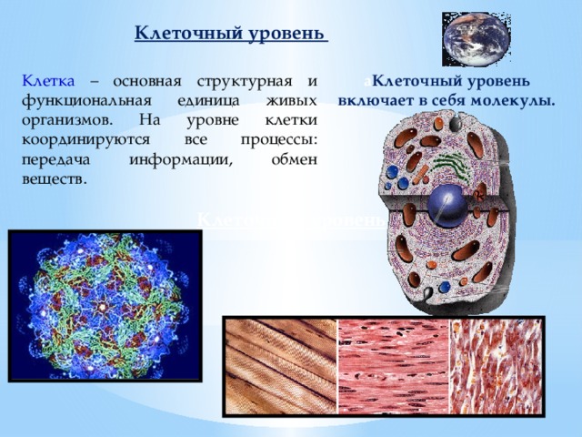 Клеточный уровень система. Клеточный уровень. Клеточный уровень организации живого. Клеточный уровень 9 класс. Клетка структурная и функциональная единица живого.