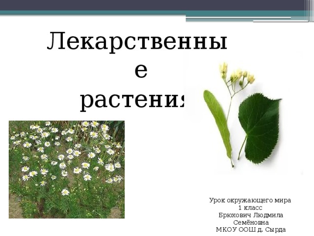 Проект по окружающему миру лекарственные растения