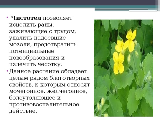   Чистотел позволяет исцелить раны, заживающие с трудом, удалить надоевшие мозоли, предотвратить потенциальные новообразования и излечить чесотку. Данное растение обладает целым рядом благотворных свойств, к которым относят мочегонное, желчегонное, болеутоляющее и противовоспалительное действие. 
