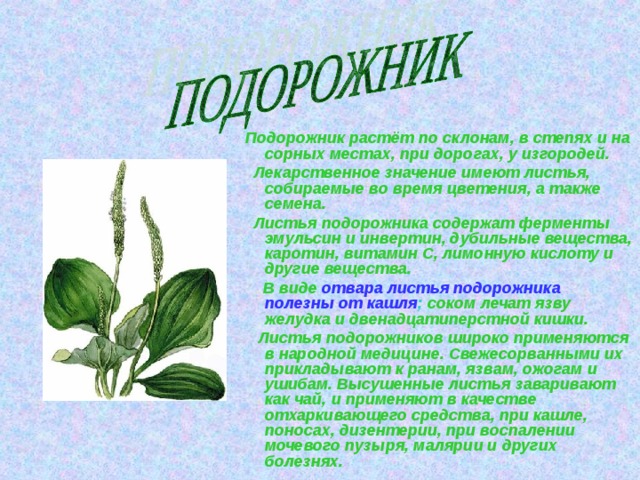  Подорожник растёт по склонам, в степях и на сорных местах, при дорогах, у изгородей.  Лекарственное значение имеют листья, собираемые во время цветения, а также семена.  Листья подорожника содержат ферменты эмульсин и инвертин, дубильные вещества, каротин, витамин С, лимонную кислоту и другие вещества.  В виде  отвара листья подорожника  полезны от кашля ; соком лечат язву желудка и двенадцатиперстной кишки.  Листья подорожников широко применяются в народной медицине. Свежесорванными их прикладывают к ранам, язвам, ожогам и ушибам. Высушенные листья заваривают как чай, и применяют в качестве отхаркивающего средства, при кашле, поносах, дизентерии, при воспалении мочевого пузыря, малярии и других болезнях. 