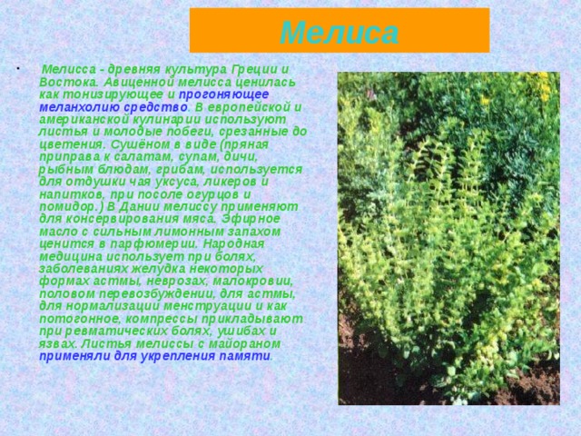 Мелиса  Мелисса - древняя культура Греции и Востока. Авиценной мелисса ценилась как тонизирующее  и прогоняющее  меланхолию средство . В европейской и американской кулинарии используют листья и молодые побеги, срезанные до цветения. Сушёном в виде (пряная приправа к салатам, супам, дичи, рыбным блюдам, грибам, используется для отдушки чая уксуса, ликеров и напитков, при посоле огурцов и помидор.) В Дании мелиссу применяют для консервирования мяса. Эфирное масло с сильным лимонным запахом ценится в парфюмерии. Народная медицина использует при болях, заболеваниях желудка некоторых формах астмы, неврозах, малокровии, половом перевозбуждении, для астмы, для нормализации менструации и как потогонное, компрессы прикладывают при ревматических болях, ушибах и язвах. Листья мелиссы с майораном  применяли для  укрепления памяти . 