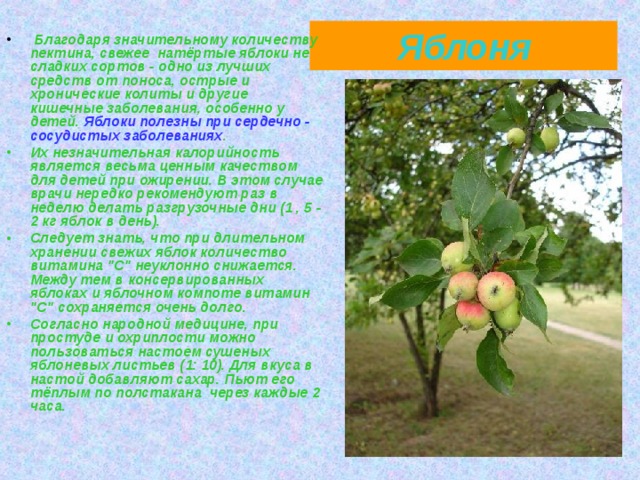Яблоня  Благодаря значительному количеству пектина, свежее натёртые яблоки не сладких сортов - одно из лучших средств от поноса, острые и хронические колиты и другие кишечные заболевания, особенно у детей. Яблоки полезны при сердечно - сосудистых заболеваниях . Их незначительная калорийность является весьма ценным качеством для детей при ожирении. В этом случае врачи нередко рекомендуют раз в неделю делать разгрузочные дни (1 , 5 - 2 кг яблок в день). Следует знать, что при длительном хранении свежих яблок количество витамина 