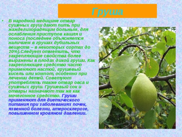 Груша В народной медицине отвар сушеных груш дают пить при жажделихорадящим больным, для ослабления приступов кашля и поноса (последнее объясняется наличием в грушах дубильных веществ – в некоторых сортах до 20%).Следует отметить, что закрепляющие свойства более выражены в плодах дикой груши. Как закрепляющее средство часто применяют настой, грушевый кисель или компот, особенно при лечении детей. Советуют употреблять также отвар овса и сушеных груш. Грушевый сок и отвары назначают так же как мочегонное средство. Груши применяют для диетического питания при заболеваниях почек, язвенной болезни, атеросклерозе, повышенном кровяном давлении. 
