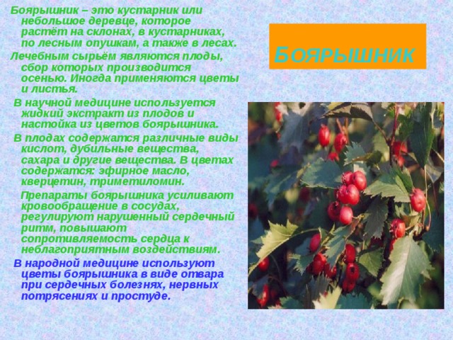  Боярышник – это кустарник или небольшое деревце, которое растёт на склонах, в кустарниках, по лесным опушкам, а также в лесах.  Лечебным сырьём являются плоды, сбор которых производится осенью. Иногда применяются цветы и листья.  В научной медицине используется жидкий экстракт из плодов и настойка из цветов боярышника.  В плодах содержатся различные виды кислот, дубильные вещества, сахара и другие вещества. В цветах содержатся: эфирное масло, кверцетин, триметиломин.  Препараты боярышника усиливают кровообращение в сосудах, регулируют нарушенный сердечный ритм, повышают сопротивляемость сердца к неблагоприятным воздействиям.  В народной медицине используют цветы боярышника в виде отвара при сердечных болезнях, нервных потрясениях и простуде.   Б ОЯРЫШНИК 