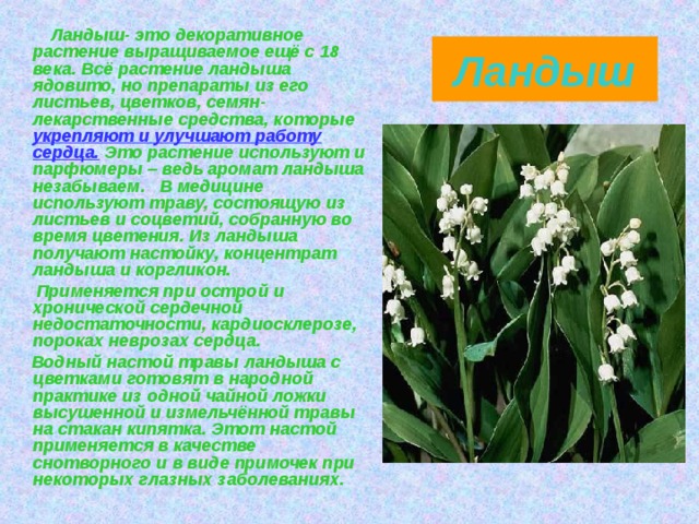  Ландыш- это декоративное растение выращиваемое ещё с 18 века. Всё растение ландыша ядовито, но препараты из его листьев, цветков, семян- лекарственные средства, которые  укрепляют и улучшают работу  сердца.  Это растение используют и парфюмеры – ведь аромат ландыша незабываем. В медицине используют траву, состоящую из листьев и соцветий, собранную во время цветения. Из ландыша получают настойку, концентрат ландыша и коргликон.  Применяется при острой и хронической сердечной недостаточности, кардиосклерозе, пороках неврозах сердца.  Водный настой травы ландыша с цветками готовят в народной практике из одной чайной ложки высушенной и измельчённой травы на стакан кипятка. Этот настой применяется в качестве снотворного и в виде примочек при некоторых глазных заболеваниях. Ландыш 