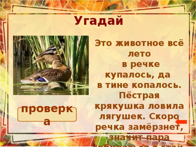 Угадай Это животное всё лето  в речке купалось, да в тине копалось. Пёстрая крякушка ловила лягушек. Скоро речка замёрзнет, значит пара собираться в стаи и улетать на юг утка проверка