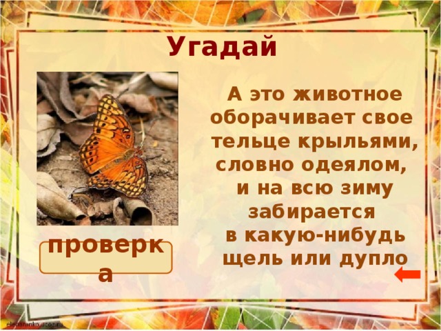 Угадай А это животное оборачивает свое тельце крыльями, словно одеялом, и на всю зиму забирается в какую-нибудь щель или дупло бабочка проверка