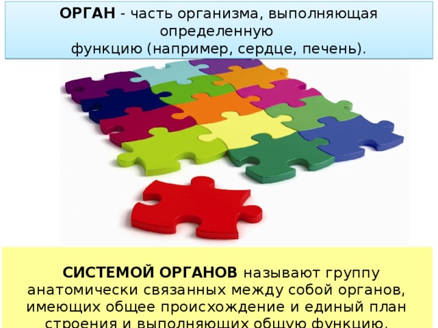 Органы выполняющие одинаковые функции но не имеющие сходного плана строения и общего происхождения