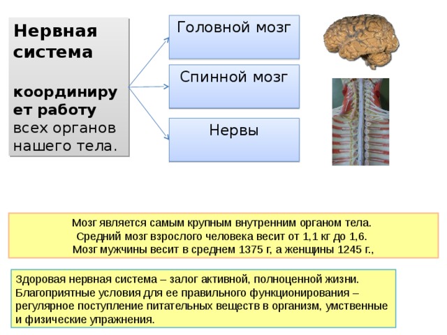 Вес мозга взрослого человека