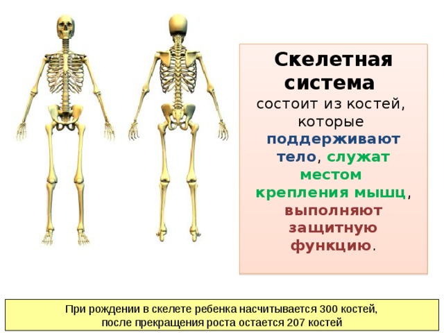 Скелетная система презентация на английском