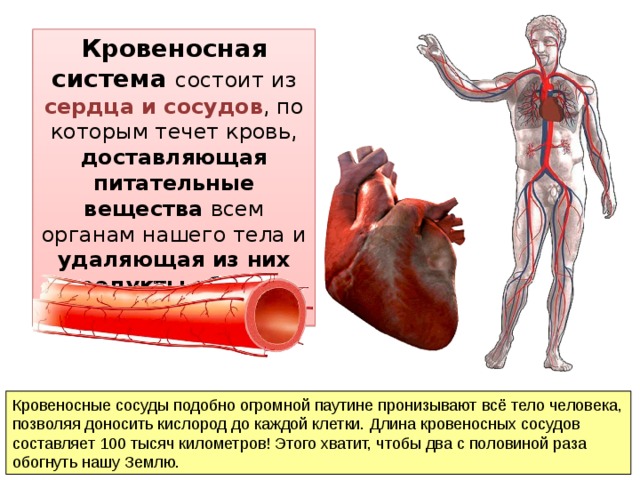 Кровеносная система человека фото в полный рост