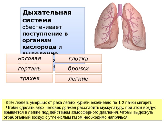 Дыхательная система обеспечивает поступление в организм кислорода и выделение углекислого газа , паров воды. носовая полость глотка гортань бронхи трахея легкие - 95% людей, умерших от рака легких курили ежедневно по 1-2 пачки сигарет. - Чтобы сделать вдох человек должен расслабить мускулатуру, при этом воздух врывается в легкие под действием атмосферного давления. Чтобы выдохнуть отработанный воздух с углекислым газом необходимо напрячься. 